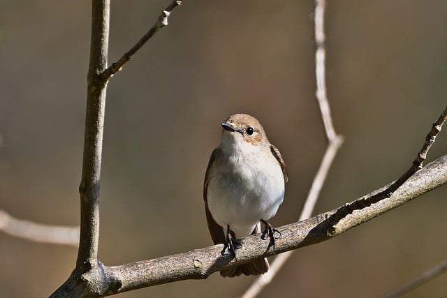 教师职工入党申请书范文2021最新