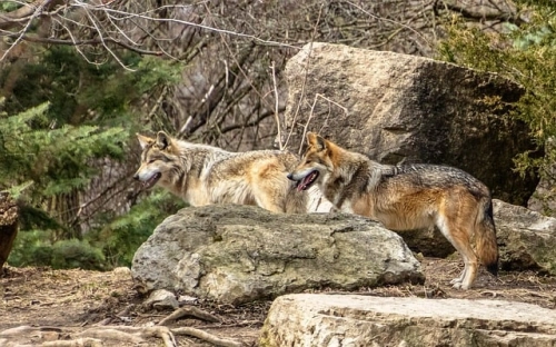 母亲节的祝福语-春林公文网