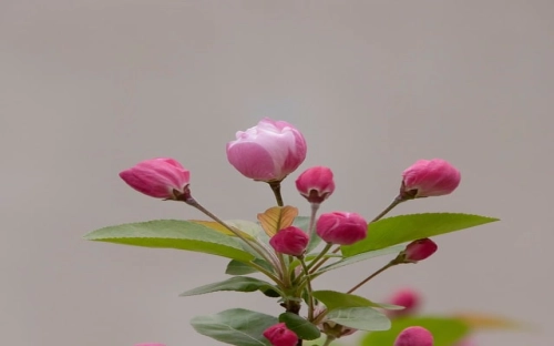 租房协议书-春林公文网