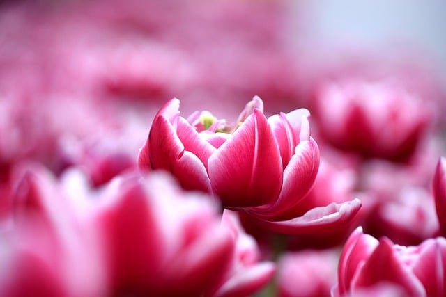 元宵节祝福短信 精选