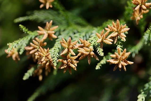 西藏自治区行政执法人员资格认证和行政执法证管理办法