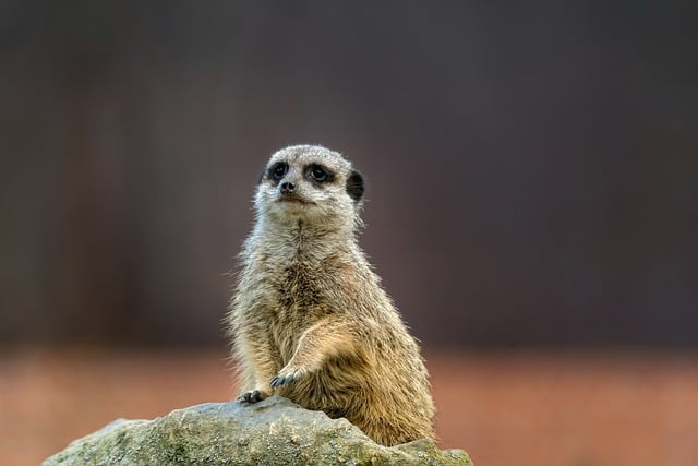 安检员转正申请书范文