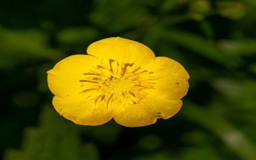 幼儿园大班教学工作计划下学期2022年 幼儿园大班教学工作计划范例大全-春林公文网