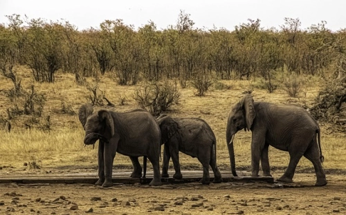 社区三八妇女节活动方案-春林公文网