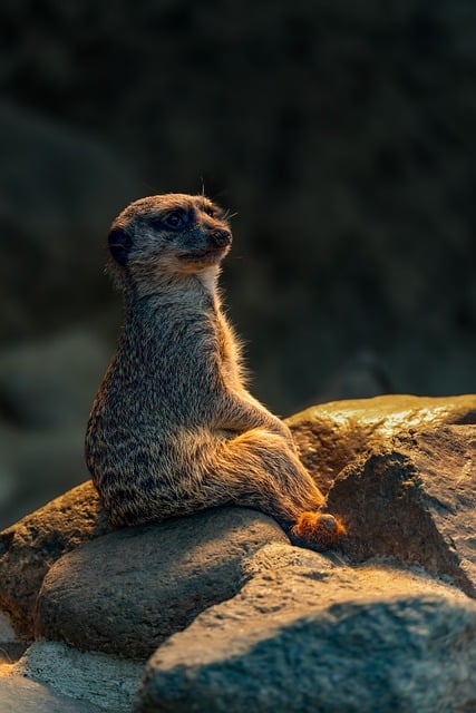 安检员转正申请书范文