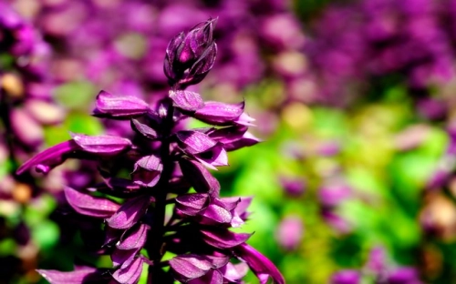 参评省级三好学生主要事迹-春林公文网