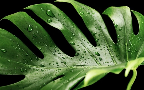 临风沐雨教师节征文的范文-春林公文网