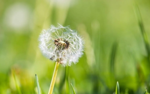 校园清明节扫墓活动工作总结-春林公文网