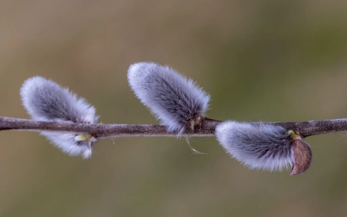 市政协调研室主任个人整改措施-春林公文网