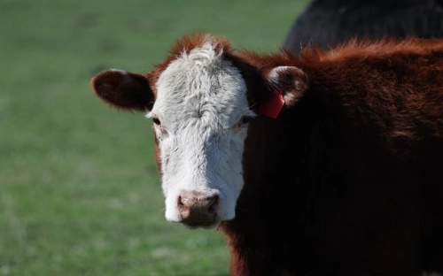 新农村分析报告-春林公文网