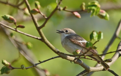 2012年少先队工作计划-春林公文网