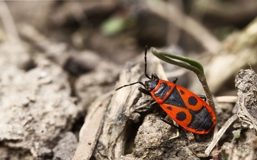 户口迁移申请报告-春林公文网