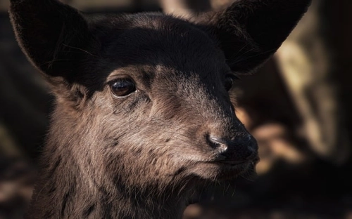 优秀大学生如何写好入党申请书-春林公文网