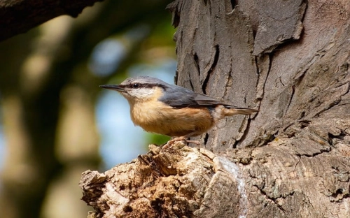 关于员工辞职报告集锦十篇-春林公文网