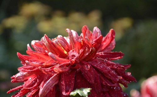 开展重阳节登高活动的总结-春林公文网