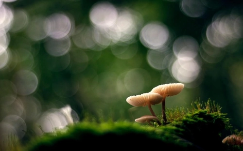 入党详细流程-春林公文网