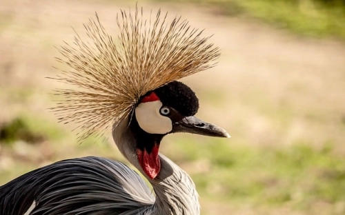 护士节晚会主持人串词-春林公文网