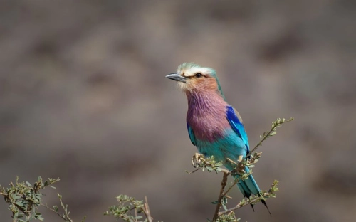 区公安局长述廉述职报告-春林公文网