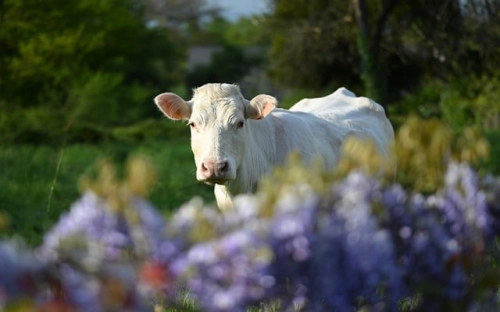 2018年母亲节活动主持词开场白范例-春林公文网