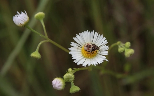 “大班德育计划”德育工作计划-春林公文网