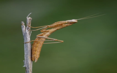 公司春节联欢会的主持稿-春林公文网