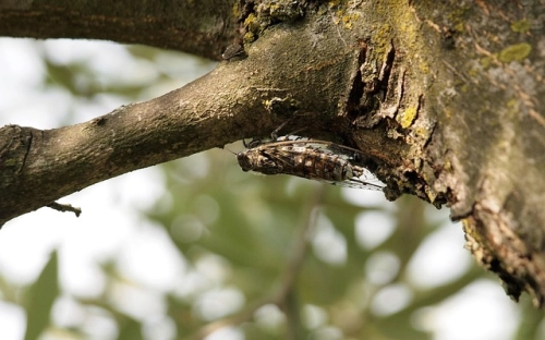 “两学一做”学教活动主要措施-春林公文网