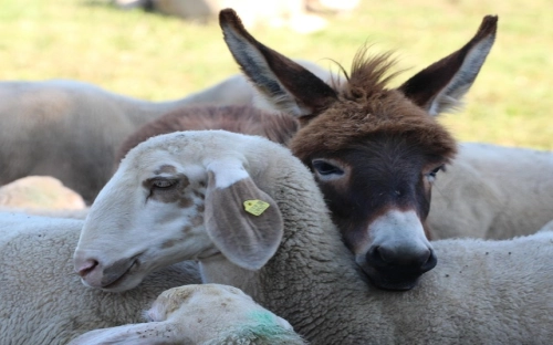 国庆朗诵材料——国旗-春林公文网