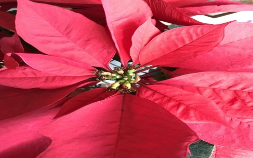 平安夜的由来和习俗-春林公文网