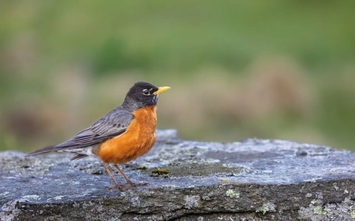 保安考管理制度模板范文精选4篇2021最新-春林公文网