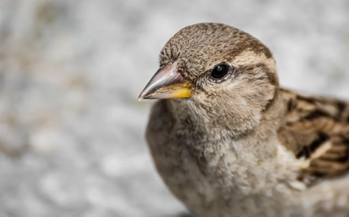 父亲节诗歌-春林公文网