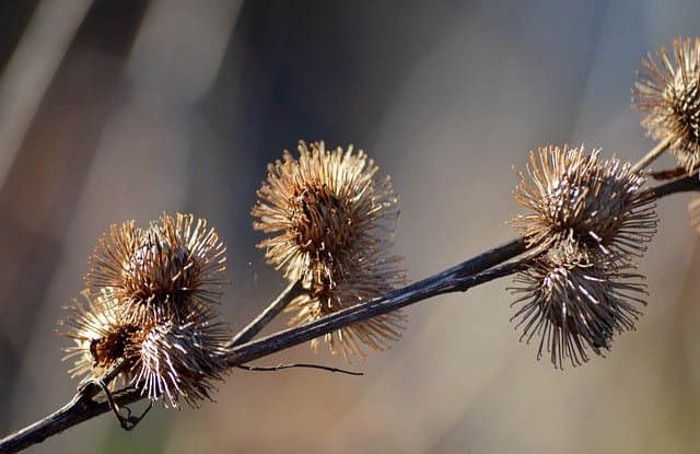 公安干警转正申请