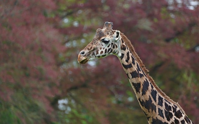 2017年学校电教工作总结