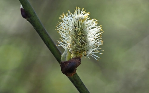 复活节的由来 英文-春林公文网