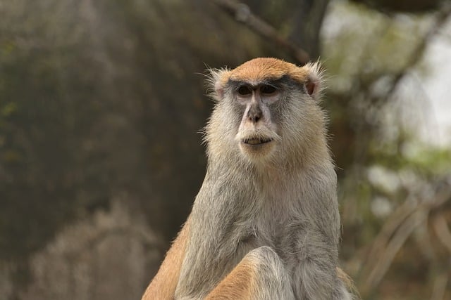 优秀幼儿园元旦主持词
