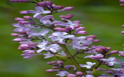 语文开题报告-春林公文网