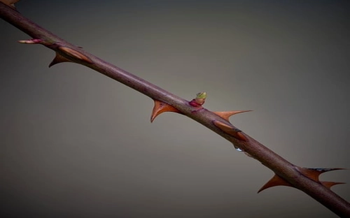 社会调查报告题目-春林公文网