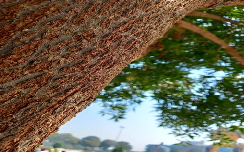 党员转正申请书2021年最新版范文精选-春林公文网