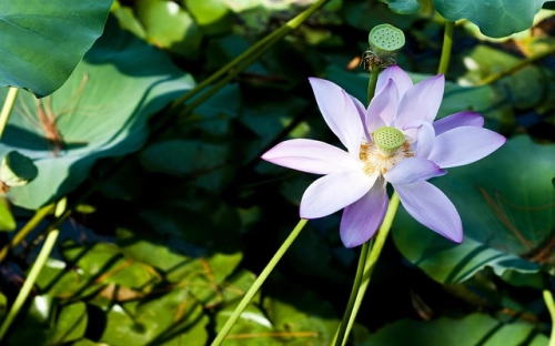 “申报省人口与计划生育模范区汇报”计划生育工作计划-春林公文网