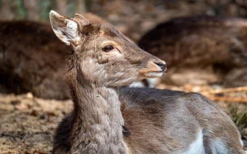 中学申报市级文明校园自评报告2021最新-春林公文网
