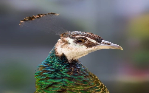 关于学生调查报告模板锦集八篇-春林公文网