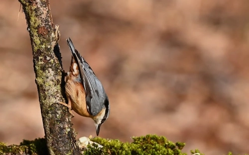 公司职工庆祝五一劳动节演讲稿范文-春林公文网