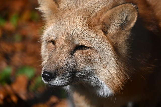 幼儿园庆元旦活动总结